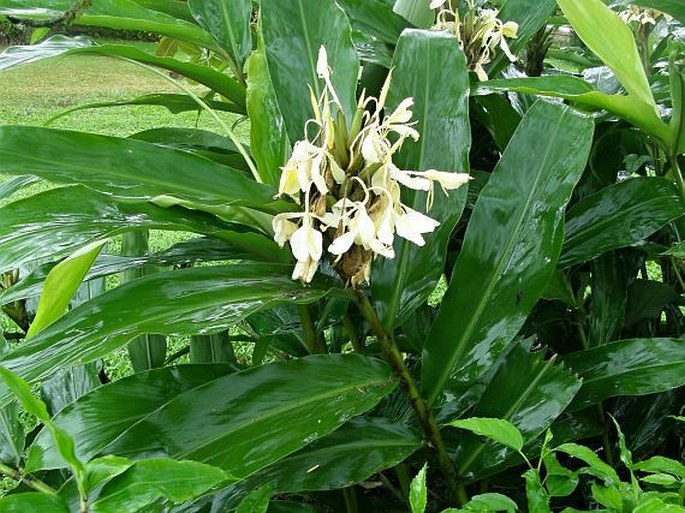 Hedychium coronarium