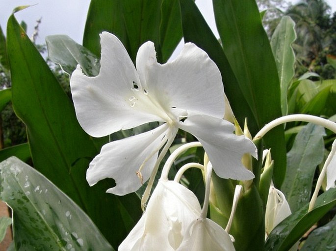 Hedychium coronarium