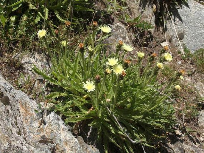 HIERACIUM INTYBACEUM All. – jestřábník / jastrabník