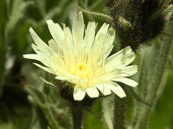 Hieracium intybaceum