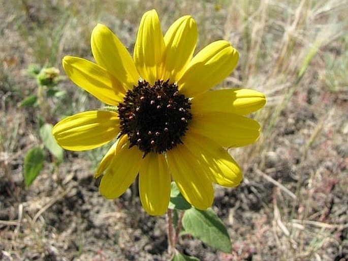 Helianthus annuus