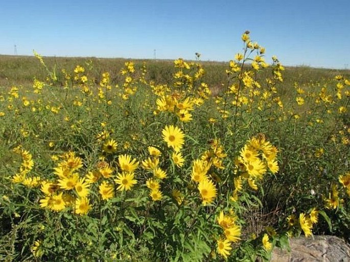 Helianthus maximiliani