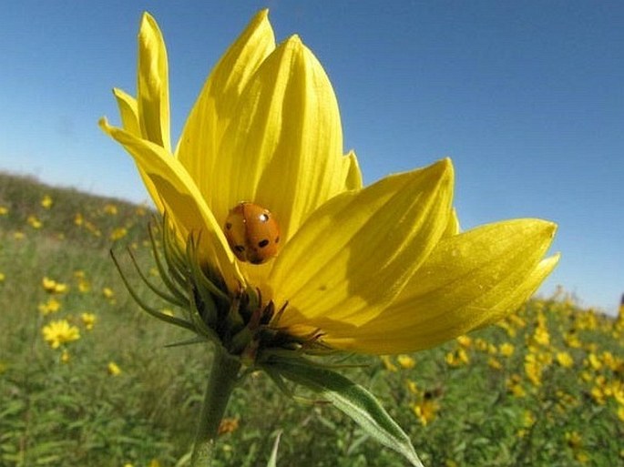 Helianthus maximiliani