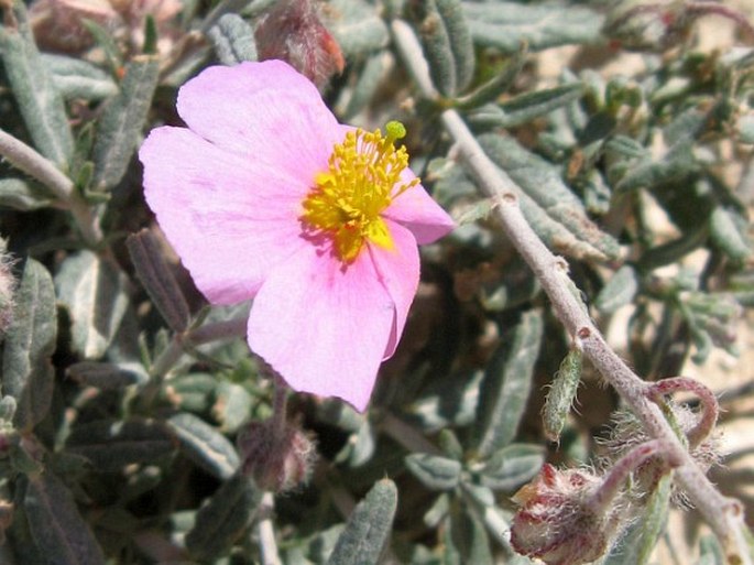 HELIANTHEMUM VESICARIUM Boiss. – devaterník / devätorník