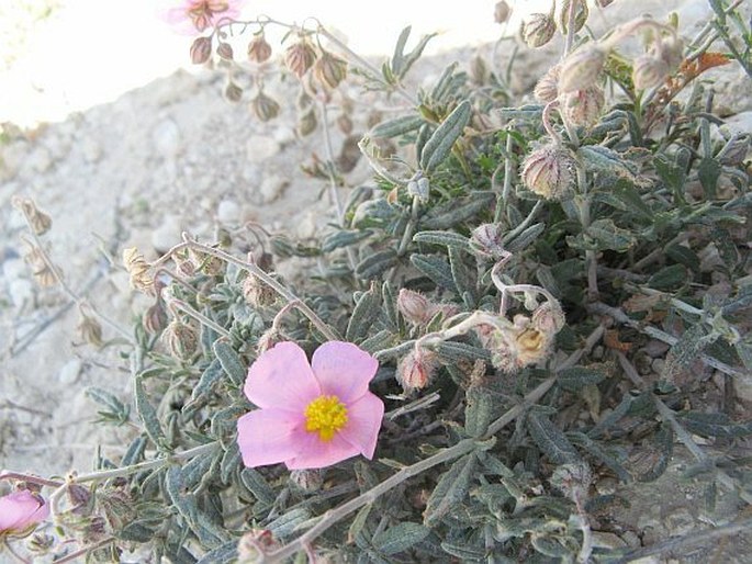 Helianthemum vesicarium