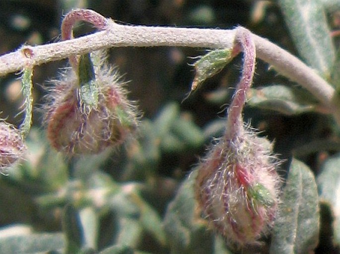 Helianthemum vesicarium