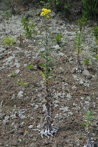 Helichrysum foetidum