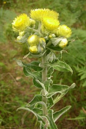 Helichrysum foetidum