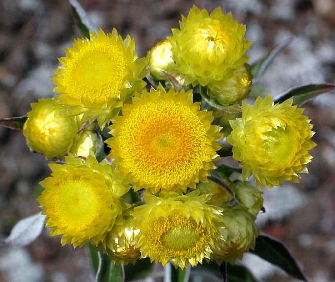 Helichrysum foetidum