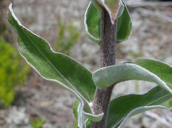 Helichrysum foetidum