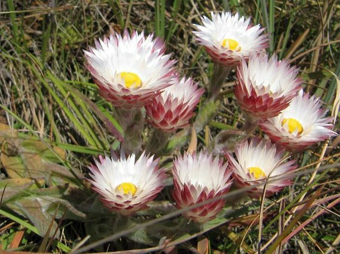 Helichrysum adenocarpum