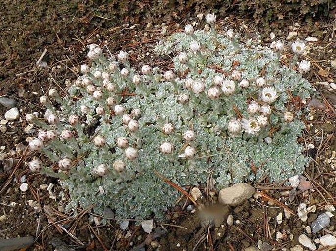 Helichrysum milfordiae