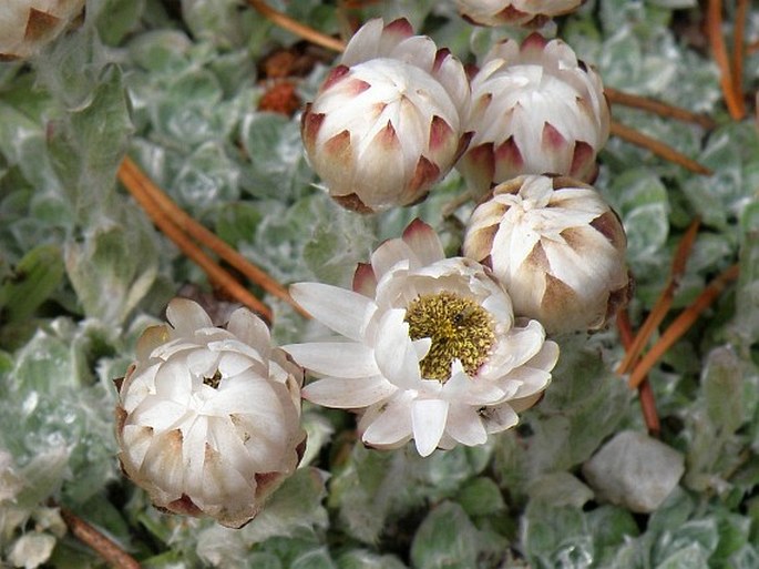 Helichrysum milfordiae