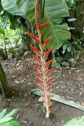 Heliconia danielsiana