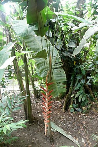 Heliconia danielsiana