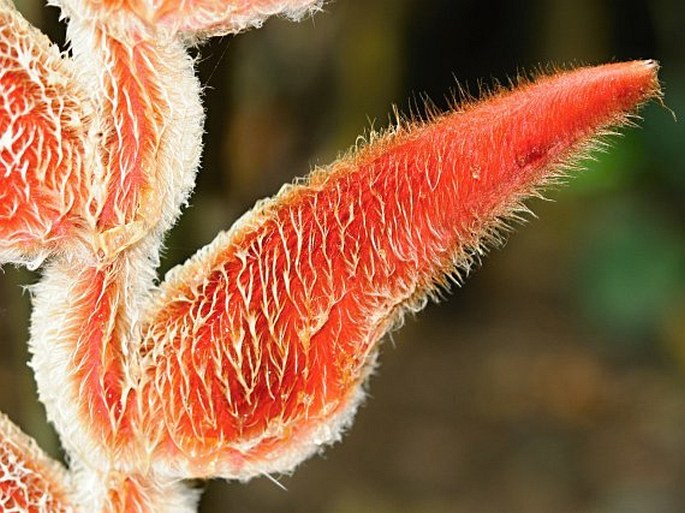 Heliconia danielsiana