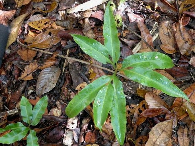 Helminthostachys zeylanica