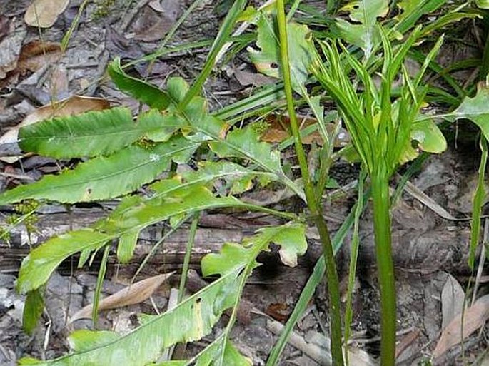 Helminthostachys zeylanica