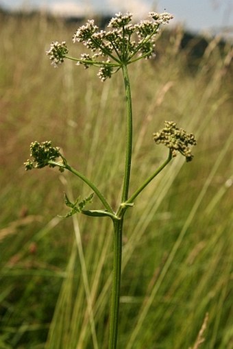 Heracleum sphondylium