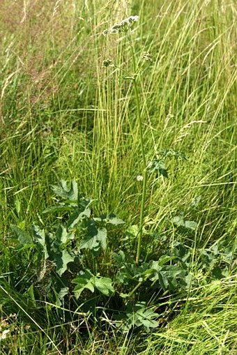 Heracleum sphondylium