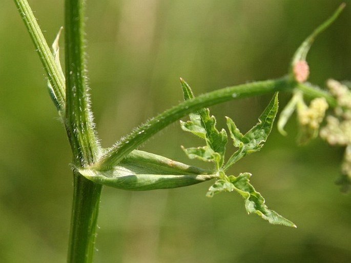 Heracleum sphondylium