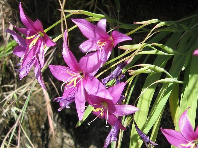 Hesperantha scopulosa