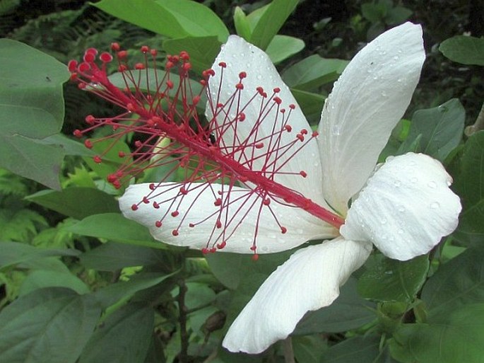 HIBISCUS ARNOTTIANUS A. Gray – ibišek / ibištek