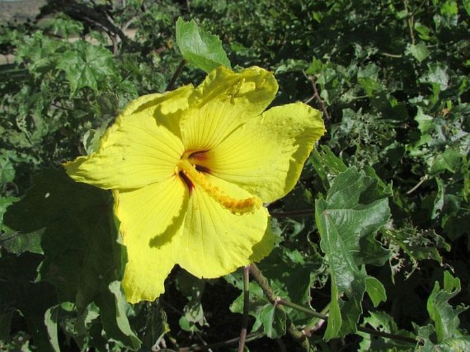 Hibiscus brackenridgei