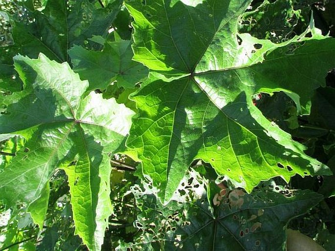 Hibiscus brackenridgei