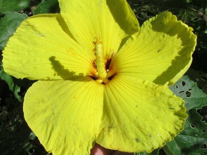 Hibiscus brackenridgei