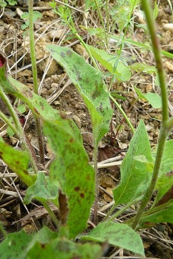 Hieracium maculatum