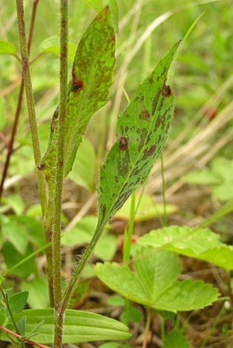 Hieracium maculatum