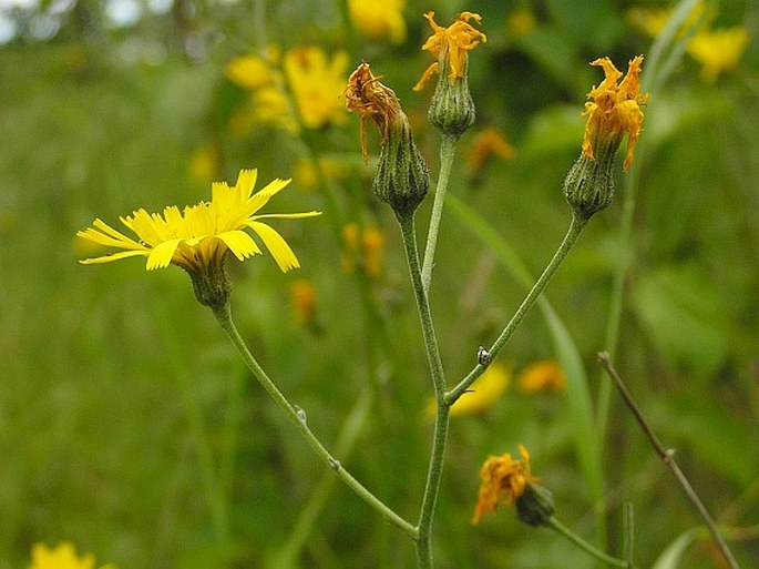 HIERACIUM MACULATUM Schrank – jestřábník skvrnitý / jastrabník škvrnitý