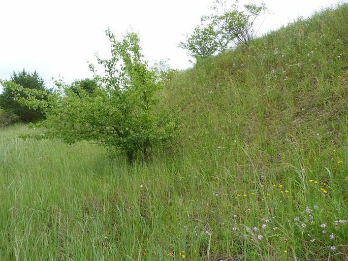 Hieracium maculatum