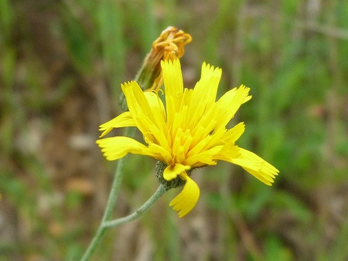 Hieracium maculatum