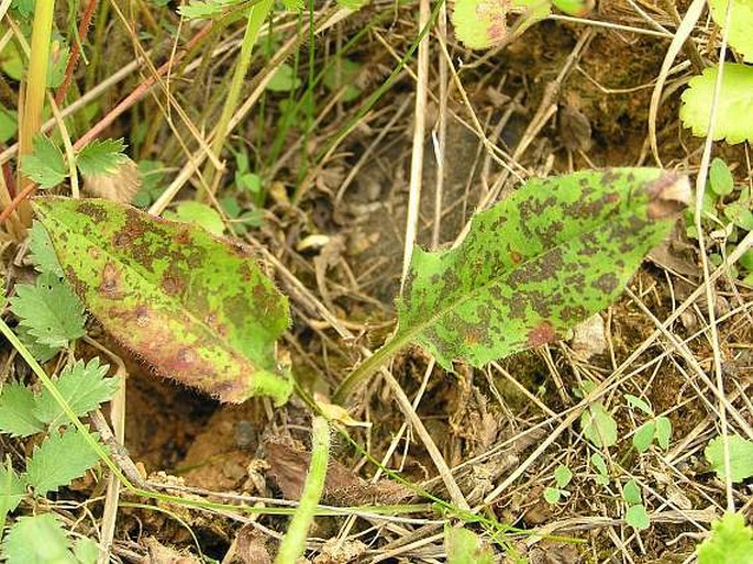 Hieracium maculatum