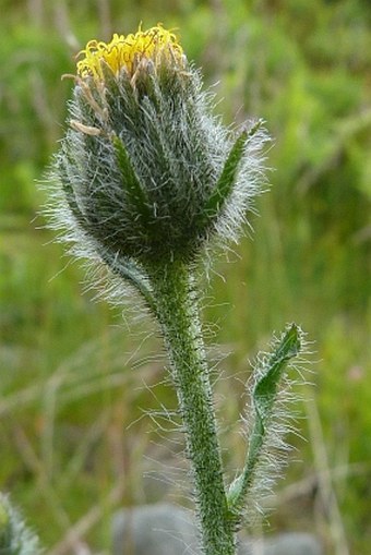 Hieracium rohlenae