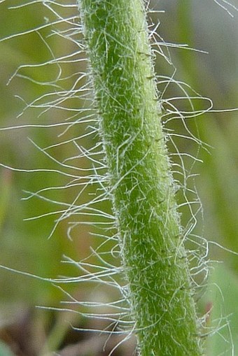 Hieracium rohlenae