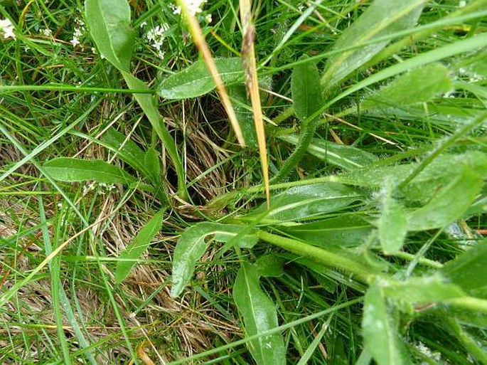 Hieracium rohlenae