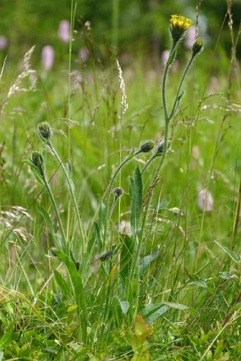 Hieracium schneiderianum