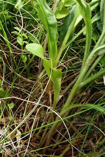 Hieracium schneiderianum