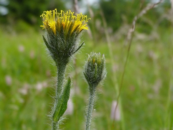 Hieracium schneiderianum