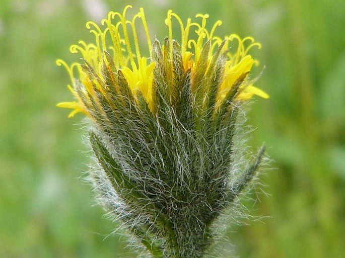 Hieracium schneiderianum