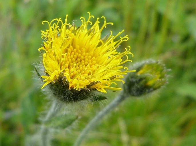 Hieracium schneiderianum