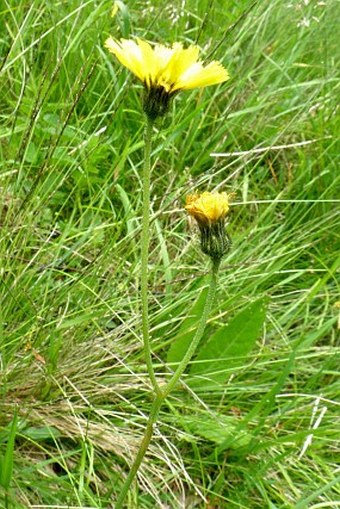 Hieracium schultesii