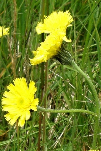 Hieracium schultesii