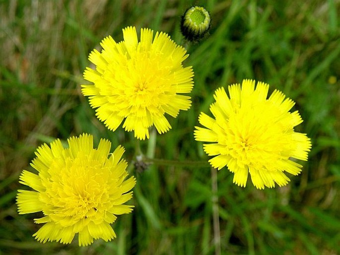 HIERACIUM SCHULTESII F. W. Schultz – jestřábník Schultesův / chlpánik Schultesov