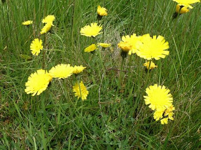 Pilosella schultesii