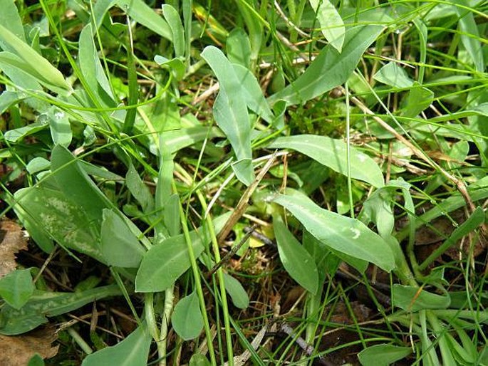 Pilosella schultesii