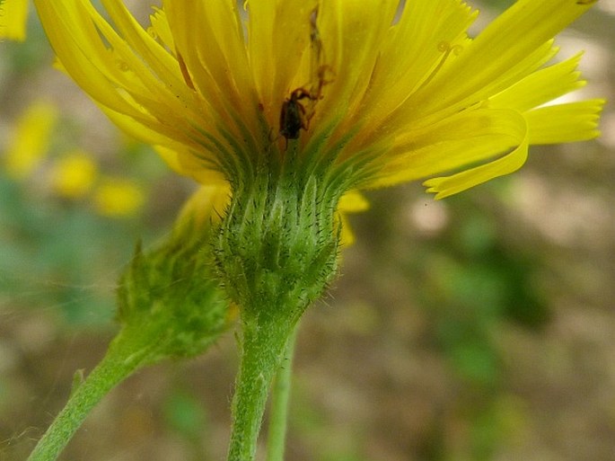 Hieracium laevigatum